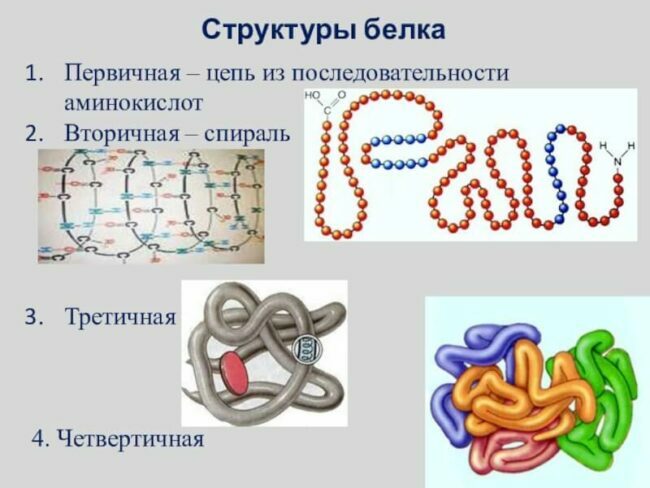 i-vtorye-blyuda-pomogayut-hudet'